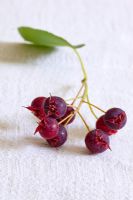 Amelanchier lamarckii - Snowy Mespilus.  Edible berries