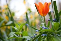 Tulipa 'Generaal de Wet' and Myosotis at Brickwall Cottages, Frittenden, Kent