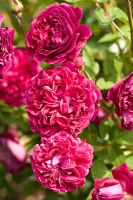Rosa 'Falstaff', shrub rose in June at David Austin Rose Gardens, Shropshire, England UK