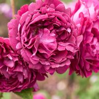 Rosa 'Falstaff' in June at David Austin Rose Gardens, Shropshire, England UK 
 