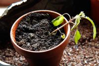 Tomato seedling with damping off