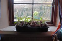 Transplanted tomato seedlings growing on a windowsill