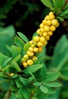 Daphne mezereum 'Alba' - Yellow berries in spring