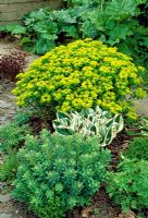 Euphorbia polychroma 'Major'