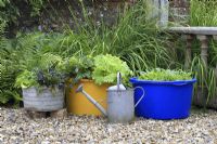 Containers of salads and galvanised watering can, July 