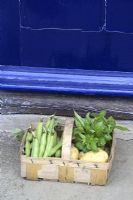 Basket of vegetables on doorstep - Broad beans, Basil and Potatoes