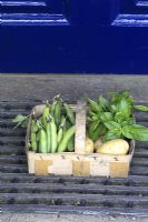 Basket of vegetables on doorstep - Broad beans, basil and potatoes 