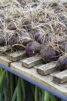 Allium cepa 'Red Baron' - Harvested onions drying in a wooden rack in polytunnel 