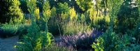 Early morning sunlight in the Herb Garden at Loseley Park with planting including Verbascum thapsus, Nepeta, Lavandula and Verbena bonariensis