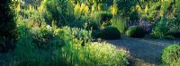 Early morning sunlight in the Herb Garden at Loseley Park with planting including Tanacetum parthenium, Foeniculum vulgare, Verbascum thapsus, Nepeta, Lavandula, Buxus - Box balls and Verbena bonariensis