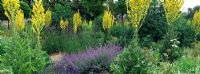 The Herb Garden at Loseley Park with planting including Verbascum thapsus, Nepeta, Lavandula and Verbena bonariensis