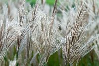 Miscanthus sinensis 'Ferner Osten' - Chinese Silver Grass