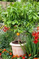 Citrus in container - Much Ado About Nothing, Silver Gilt medal winner at RHS Hampton Court Flower Show 2010
 
