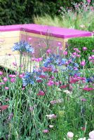 Mixed planting of Agapanthus 'Dr Brouwer', Lychnis coronaria 'Mese' and Achillea 'Cerise Queen', with box seating and pink cushions in the background - 'A Matter of Urgency', Silver Gilt medal winner - RHS Hampton Court Flower Show 2010 