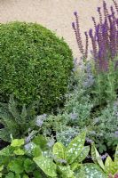Pulmonaria, clipped Buxus ball and Salvia - 'The Combat Stress Therapeutic Garden', Silver medal winner, RHS Hampton Court Flower Show 2010 
 
