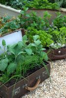 Unusual planting of herbs growing in old suitcases - Forest, RHS Hampton Court Flower Show 2010