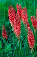 Kniphofia 'Wol's Red Seedling' - Red Hot Pokers
