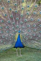 Peacock with tail feathers displayed.