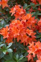 Rhododendron 'Brazil'