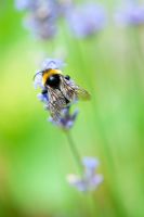 Bombus hortorum - Garden bumble bee feeding on lavender