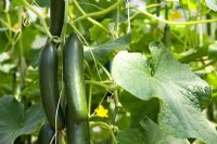 Cucumis sativus 'Byblos' - Cucumbers growing on the vine in a greenhouse