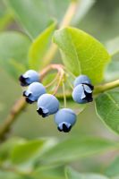 Vaccinium corymbosum - Blueberry 'Blue Jay' 