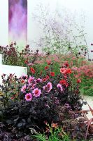 Dark foliaged Dahlia's in flower beds - Dahlia 'HS Wink' and 'Sarah' . RHS Tatton Park Flower Show 2010