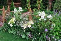 White border along wooden fence, planting of Lilium 'Reinesse', Phlox 'David' and Gypsophylla - RHS Tatton park flower Show 2010 