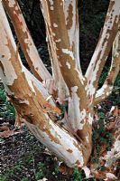 Luma apiculata - Chilean Myrtle, AGM at Marwood Hill Gardens, North Devon
 