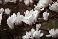 Magnolia 'Pegasus' at Marwood Hill Gardens - this plant was formerly named Magnolia cylindrica but Roy Lancaster having seen the species in the wild decided this was substantially different from the species