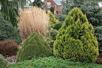 Picea glauca 'Lilliput' and Chamaecyparis lawsoniana 'Aurea Densa' AGM with the grass Miscanthus sinensis and the blue Abies pinsapo 'Horstmann' during winter at Foxhollow Garden near Poole, Dorset