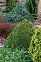 Picea glauca 'Lilliput and Chamaecyparis lawsoniana 'Aurea Densa' AGM with the grass Miscanthus sinensis during winter at Foxhollow Garden near Poole, Dorset