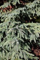 Picea mariana 'Aureovariegata' in winter at Foxhollow Garden near Poole, Dorset
