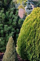 The golden Thuja occidentalis 'Southport' with the tight cone of Picea glauca 'Jeans Dilly' and Pinus leucodermis 'Zwerg Schneverdingen' at Foxhollow Garden near Poole, Dorset
