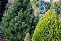 The golden Thuja occidentalis 'Southport' and Pinus leucodermis 'Zwerg Schneverdingen' at Foxhollow Garden near Poole, Dorset