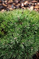 Pinus uncinata 'Karel' at Foxhollow Garden near Poole, Dorset