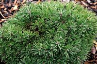 Pinus uncinata 'Karel' at Foxhollow Garden near Poole, Dorset