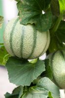 Cucumis melo - Cantaloupe Melon