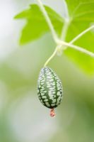 Melothria scabra - Mouse Melon fruit