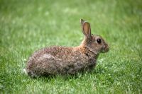 Oryctolagus cuniculus - Rabbit on lawn