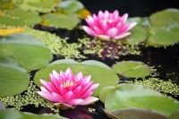 Nymphaea 'James Brydon' - Water Lily