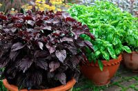 Perilla frutescens and Basil 'Genovese Sweet' growing in clay pots