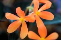 Begonia 'Glowing Embers'