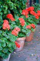 Red Pelargoniums in terracotta pots, displayed in a row
