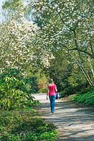 Women walking along Magnolia lined path at RHS Wisley in Spring 