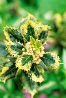 Ilex aquifolium 'Ferox argentea' - Hedgehog Holly