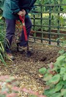 Planting Mahonia - Make the planting hole at least twice the size of the pot or roots and dispose of any subsoil