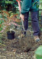 Planting Mahonia - Loosen the soil in the base and sides of the planting hole with a fork to allow roots to penetrate and water to drain. Spread a layer of old farmyard manure in the base and add bonemeal fertilizer