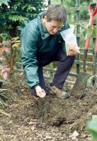 Planting Maonia - Loosen the soil in the base and sides of the planting hole with a digging fork to allow roots to penetrate and water to drain. Spread a layer of old farmyard manure in the base and add bonemeal fertilizer