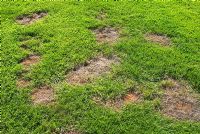 Bare patches in lawn due to grass burn and accidentally using too much feed and weed